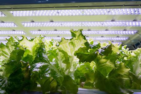 农业技术有机水培蔬菜种植与led光室内农场,农业技术市场上的工厂商店