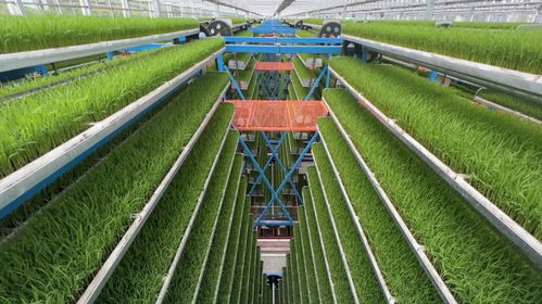 重庆永川 科技赋能农业生产